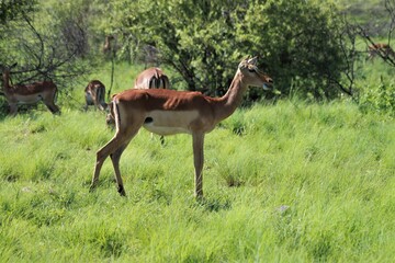 An impala in the african savannah and bush