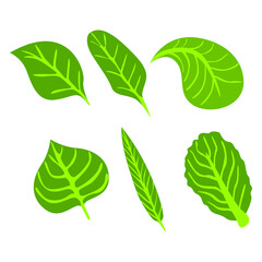 Set of Simple Vector a Leaf in Green
