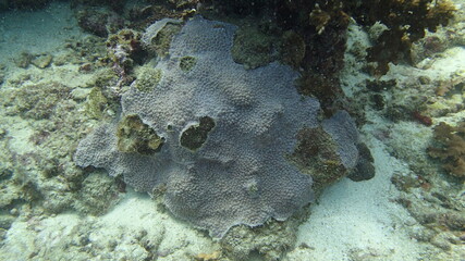 Coral found at coral reef area at Tioman island, Malaysia