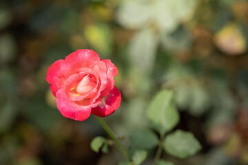 Roses in the garden