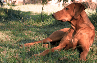 Perro de Caza Per&uacute; Cajamarca