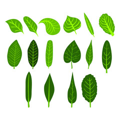 Set of Simple Vector a Leaf in Green