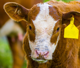 Close Up Photo of Healthy Brown Calf at One Tree Hill Park, Auckland New Zealand; Cow Domestic Farm...