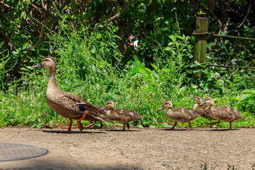 Parent and child of a spot-billed duck on a walk