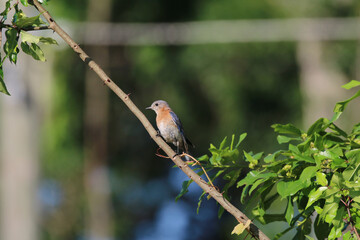 Bluebird vs John Deere Tractor_9106