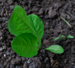 Huerta en casa en cuarentena lechuga