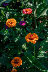 orange flower