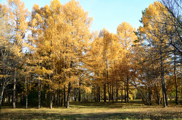 Naklejka premium Autumn