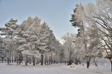 Trees covered with hoarfrost in the first rays of the sun
