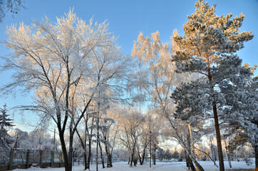 Trees covered with hoarfrost in the first rays of the sun