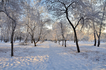 Trees covered with hoarfrost in the first rays of the sun