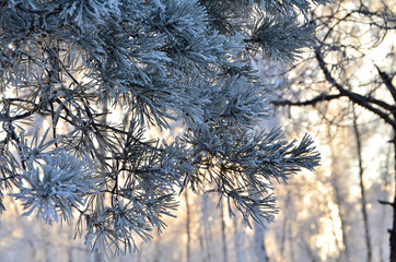 Trees covered with hoarfrost in the first rays of the sun