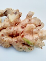 Bitter ginger with white background. Bitter ginger also called Zingiber zerumbet, awapuhi, shampoo ginger, lempuyang and pinecone ginger. Used as food flavoring and appetizers in various cuisines food