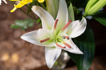 Obraz premium Spring bouquet of white Lilies and Daisies