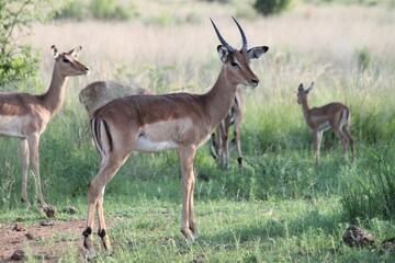 An impala in the african savannah and bush