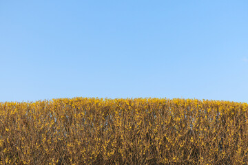 生垣　空　素材