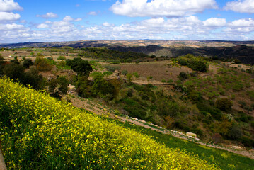 Fototapeta premium Landscape whit yellow flowers and beautiful cloudy sky in the north of Spain