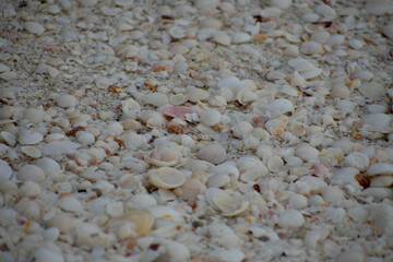 Conchas de mar Mérida