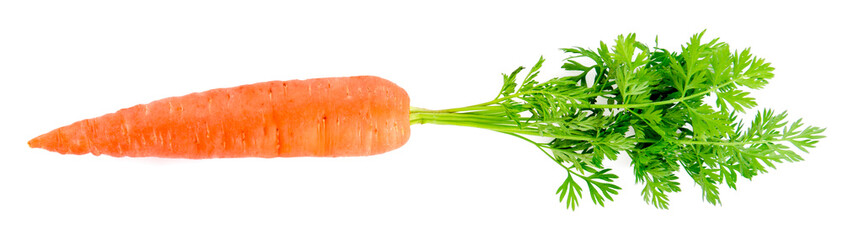 fresh carrots isolated on a white background