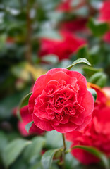 red rose in garden