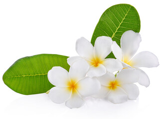 Obraz na płótnie Canvas frangipani flower isolated white background