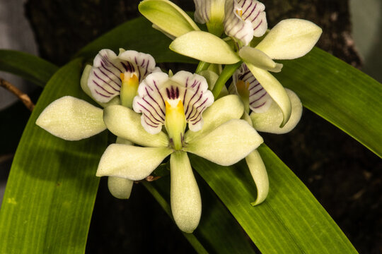 Encyclia Orchid (Encyclia radiata)