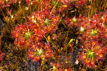 Dwarf Sundew (Drosera pygmaea)