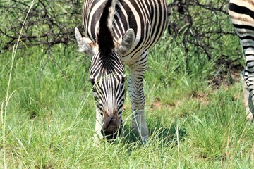 A Zebra eating gras in the savannah front view