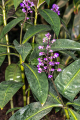 Blue Ginger (Dichorisandra thyrsiflora)
