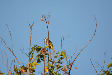 Ayeyarwady is flying