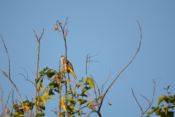 Ayeyarwady is flying
