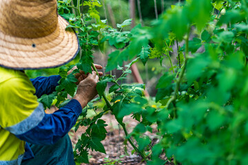 Gardener tending young tomato bush. No dig vegetable garden. Permaculture gardening principles. Self sufficiency, organic food, sustainability. Rural setting. Outdoors.
