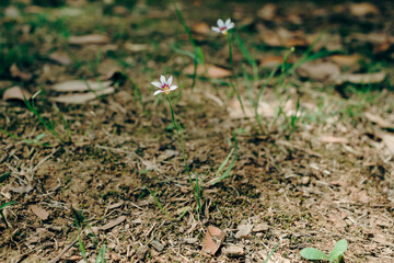 spring in the garden