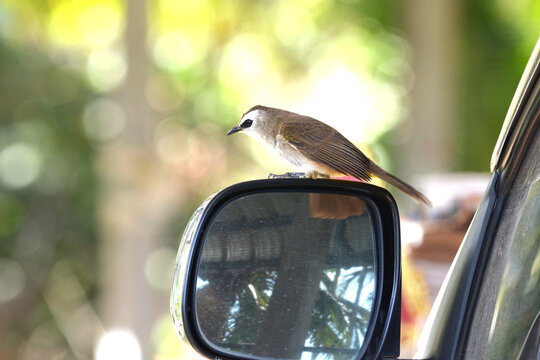 Ayeyarwady Is Var Mirror