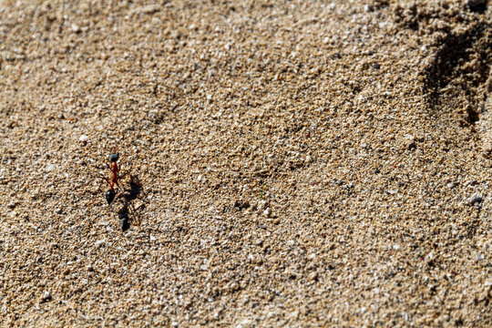 Large bulll ant on sand, South Australia