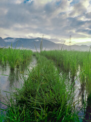 rice field in indonesia west sumatera