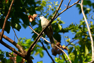 Ayeyarwady is branch
