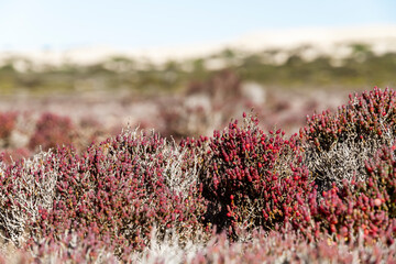 Native vegetation on the salt lakes and sand dunes of South Australia © darkydoors