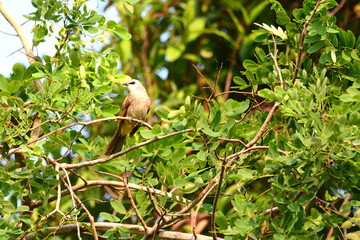 Ayeyarwady is branch
