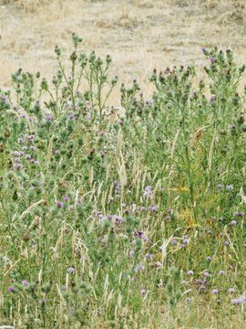 Rustic looking field full of wild thistle blooms and native grass