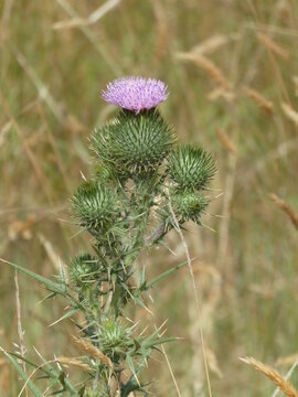 Large blooming thistle in a wild meadow with native grasses