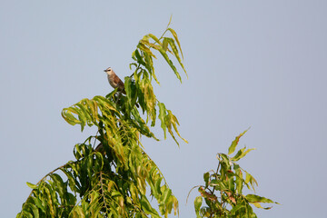 Ayeyarwady is car mirror
