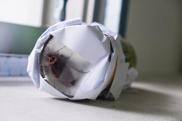 A cockroach trapped inside a transparent letter.