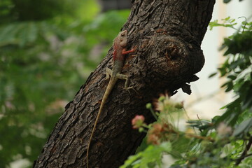 woodpecker on tree