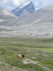 sheep in the mountains