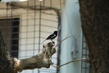 The oriental magpie-robin is a small passerine bird that was formerly classed as a member of the thrush family Turdidae, but now considered an Old World flycatcher.