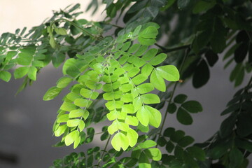 A leaf is a organ of a vascular plant and is the principal lateral appendage of the stem, usually borne above ground and specialized for photosynthesis. 