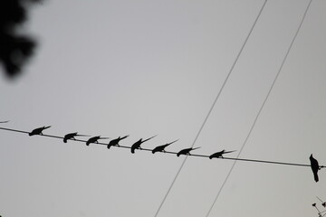 birds on wires