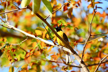 Black-crested Bulbul is on a branch
