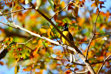 Black-crested Bulbul is on a branch

